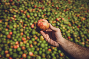 Du verger au verre : la saison des pommes au Pays Basque